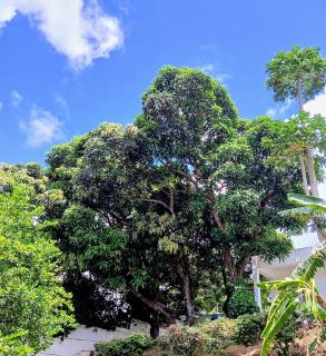 Lakaz Kreol Soupir Tourist Résidence - Rodrigues Island - 9
