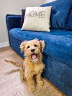 Conforto para família, 2 quartos, Petfriendly - Curitiba - 3