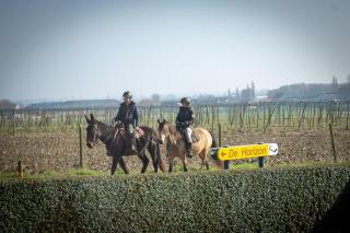 Vakantiehuis De Horizon - 6