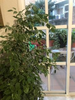 Don Antonio y Carmen - 7