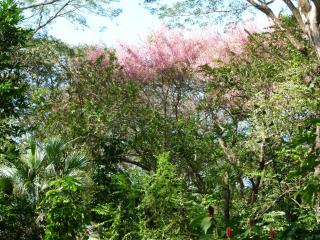 Nicoya Silvestre - 2