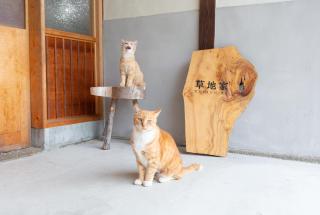 猫と図書館のある宿 草地家 Kusachike - Minamiawaji - 6