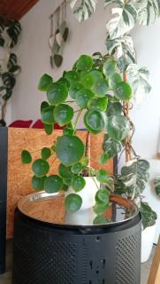 Kanela Guest House B-side - 4