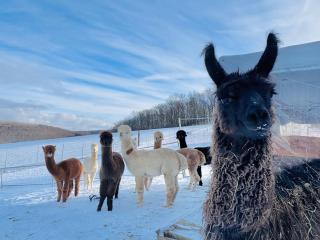 TOP moderne FeWo - Alpakahof zum Himmelreich, traumhafte Lage, Terrasse mit Weitblick, kostenfreier Parkplatz, Nähe Kurklinik, optional Sauna - 3