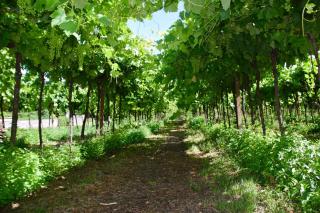 I Cipressi by Halldis - Colognola ai Colli - 7