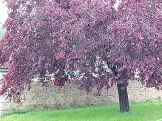 Maison de maître Azay Le Rideau - 8 personnes - 3