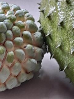 Jamaica Villa Sweetsop & Tours - Montego Bay - 0