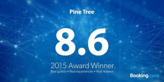 Pine Tree - Kanchipuram - 3
