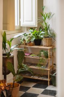 CALMAPIANTA home for green lovers - 6