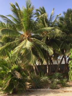 Bubali Gardens by Kamerlingh Villa - Noord - 5