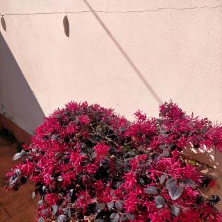 Jacopo's Green Apartment - Florenz - 1