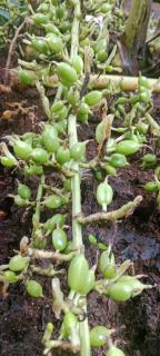 Silver home stay vagamon - 2