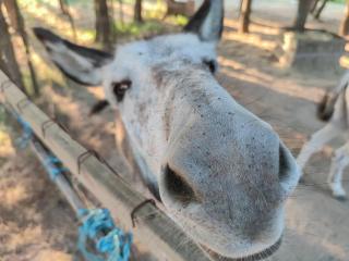 Lemon Tree Cottage at Terrus Winery - 2