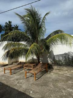 Palm Hide - - 5