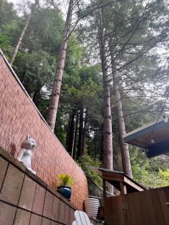 Arcata Forest Retreat - Arcata - 3