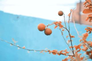 दाऊजी ब्रज धाम आस्था और शांति - 7