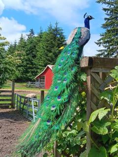 Four Wheels Farm - Hillsboro - 8