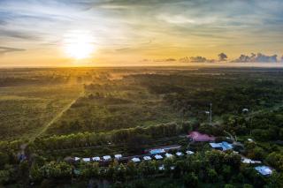 Tropical Magnolia - 2