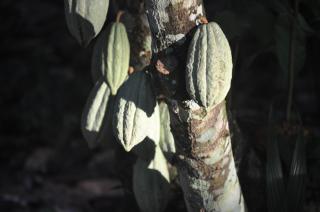 Tropical Magnolia - - 2