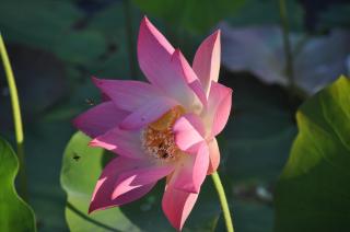 Tropical Magnolia - - 8