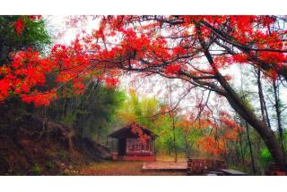 Devigiri Homestay and Resort - Chikmagalur - 7