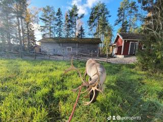 Poro-Piha Reindeer Yard - Kokkola - 0