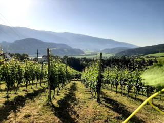 Auszeit am Weinhof - Loschenthal - 4