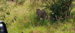 orkaria safari mara camp - Sekenani - 7