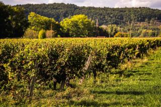 Château la Gineste - Castle and Vineyard - Duravel - 1