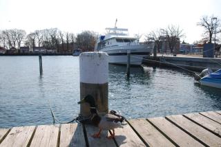 Appartement Werft & Meer - Lauterbach - 1