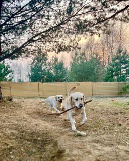 Przystanek Naglady Warmia- całoroczny, duża leśna działka - 8