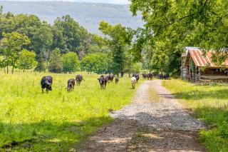 Quail Run Farm- Rustic Tiny Home 2 - Chattanooga - 0