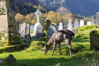 Glendalough Sanctuary - 4