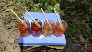 AYNI- Santuario de abejas - 1