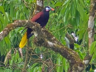 Happy Paradise Lodge - Nuevo Arenal - 7