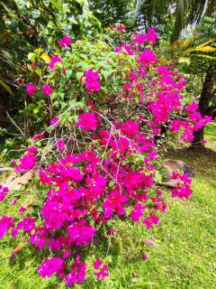 Villa Mamalouken App Manea - - 8