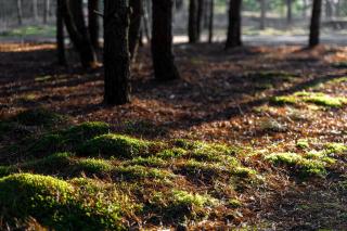 Nemunas Glamping - Kriemala - 6