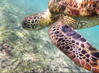 Turtle Point Homestay sea view - AC, BB, Fast Wi-Fi - Dikwella - 8