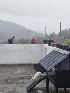 Hestia Chalet 3BHK Villa - Ooty - 1
