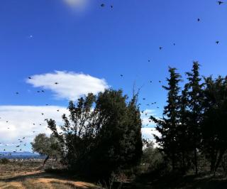 Το κτήμα του Λεό - Nea Vrasna - 7