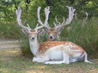 Auberge de la Normandie - 3