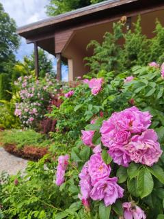 Liepu Residence - Olaine - 9