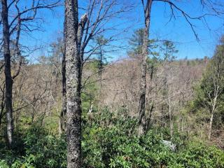 The Spotted Owl - 1