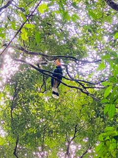 ORANGUTANTREKSUMATRA & LOVELY JUNGLE LODGE only book IF you are treking with us - Bukit Lawang - 4