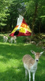 LE GîTE DES DAINES - 7