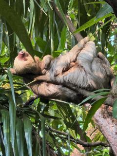 Arenal Paradise Lodge - Fortuna - 6