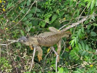 Arenal Paradise Lodge - Fortuna - 7