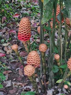 Arenal Paradise Lodge - Fortuna - 8