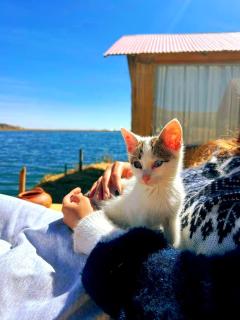 Titicaca Floating Lodge - Puno - 4