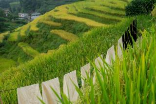 Black Hmong Sapa Homestay Family - 9